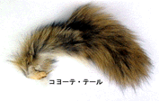 coyotail.gif (13872 バイト)